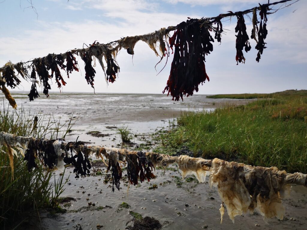 Wadlopen in het unieke Waddengebied van Nederland