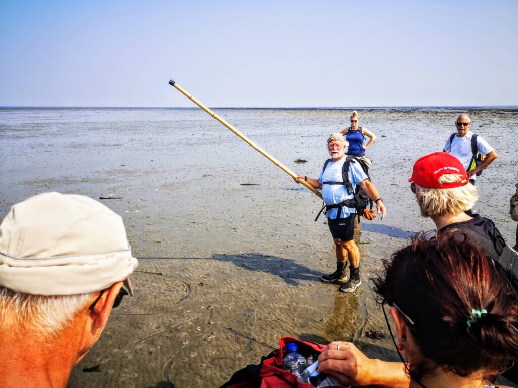 Uitleg over flora & fauna tijdens het waddenlopen - Nederland