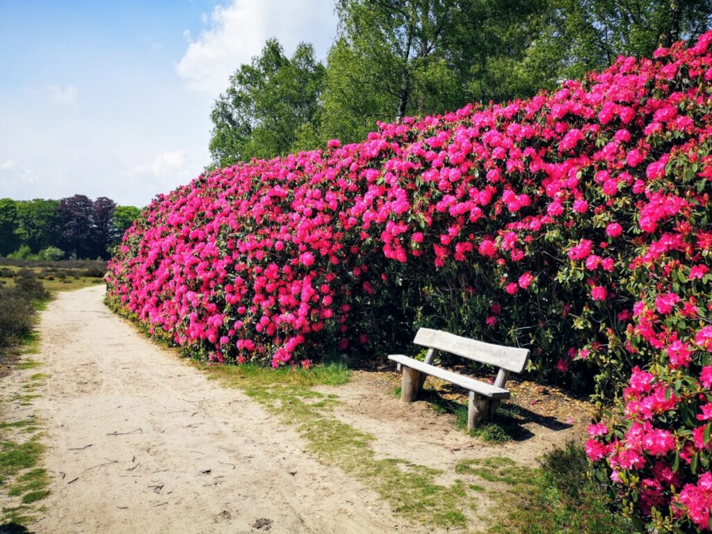 Wandelen in Hellendoorn - Haarle Sprengenberg