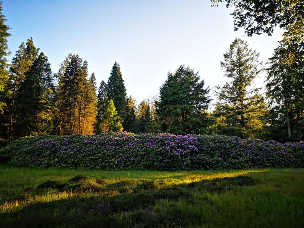 Pinetum Eelerberg - Wandelen in Hellendoorn