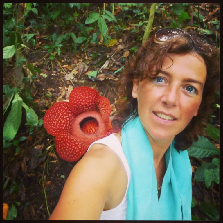 Rafflesia - Grootste Bloem ter Wereld - Indonesie / Maleisie