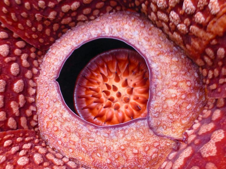 Rafflesia - Grootste Bloem ter Wereld - Indonesie / Maleisie