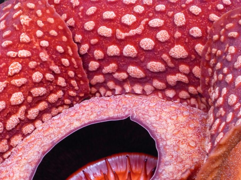 Rafflesia - Grootste Bloem ter Wereld - Indonesie / Maleisie