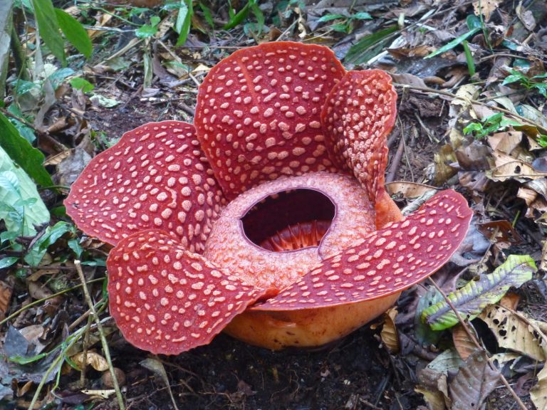 Rafflesia - Grootste Bloem ter Wereld - Indonesie / Maleisie