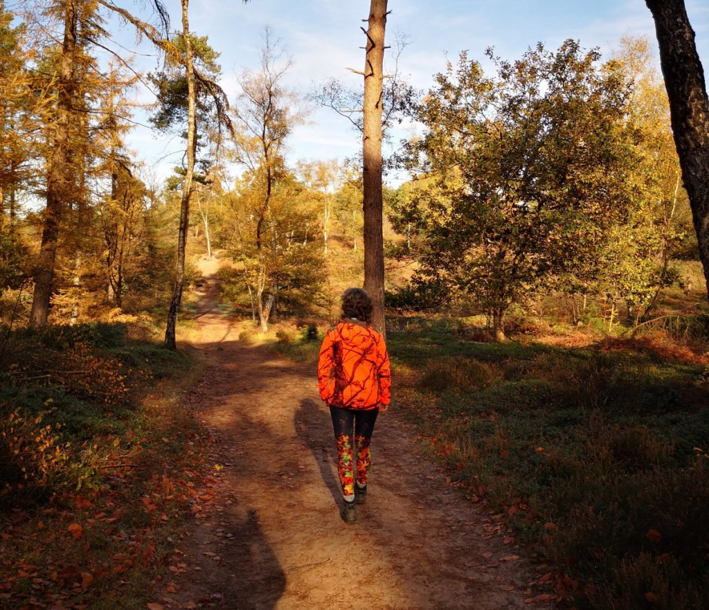 Sallandse Heuvelrug in herfst - Holten