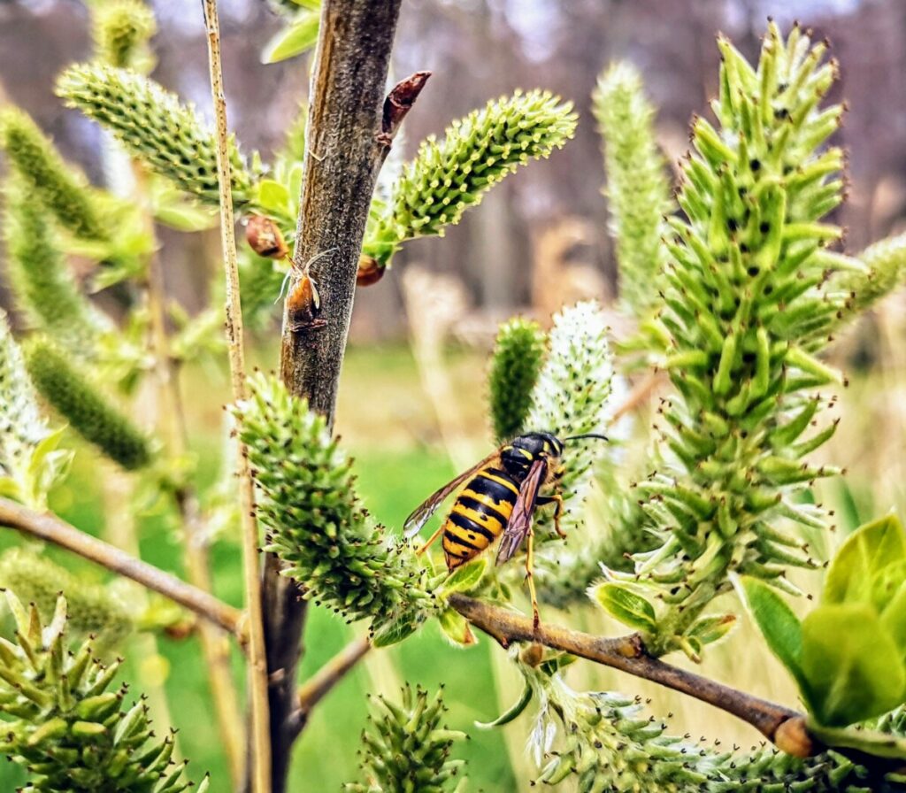 Lente op het Marskramerpad