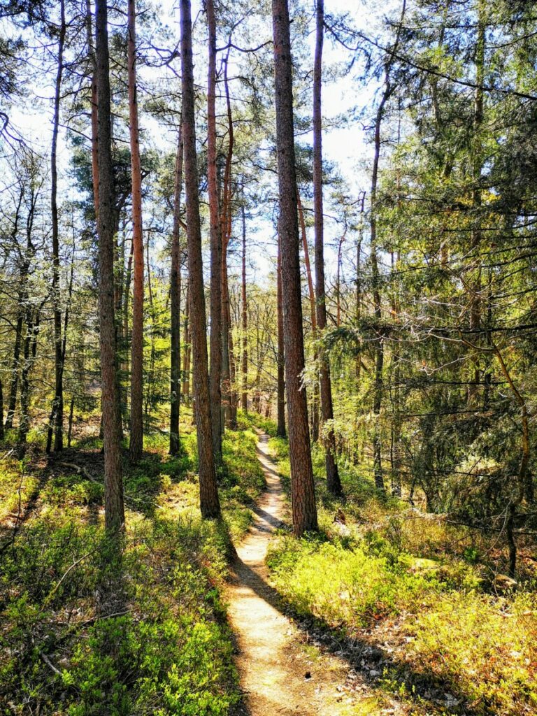 Veluwe net voor Hoenderloo Veluwe net voor Hoenderloo