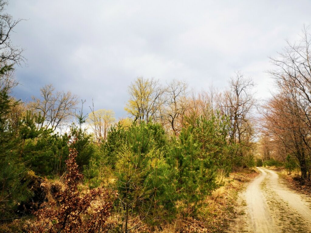 Hoenderloo - Kootwijk - Veluwe