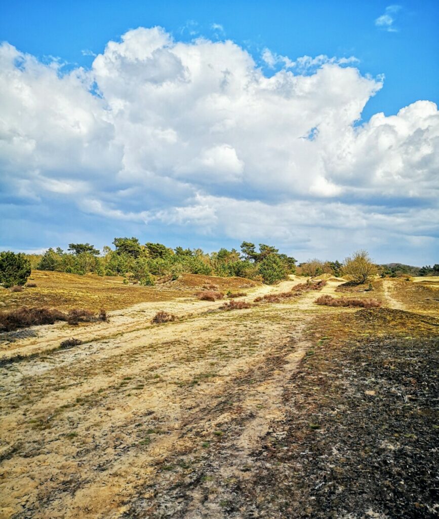 Zandverstuivingen Kootwijkerzand - Veluwe Zandverstuivingen Kootwijkerzand - Veluwe