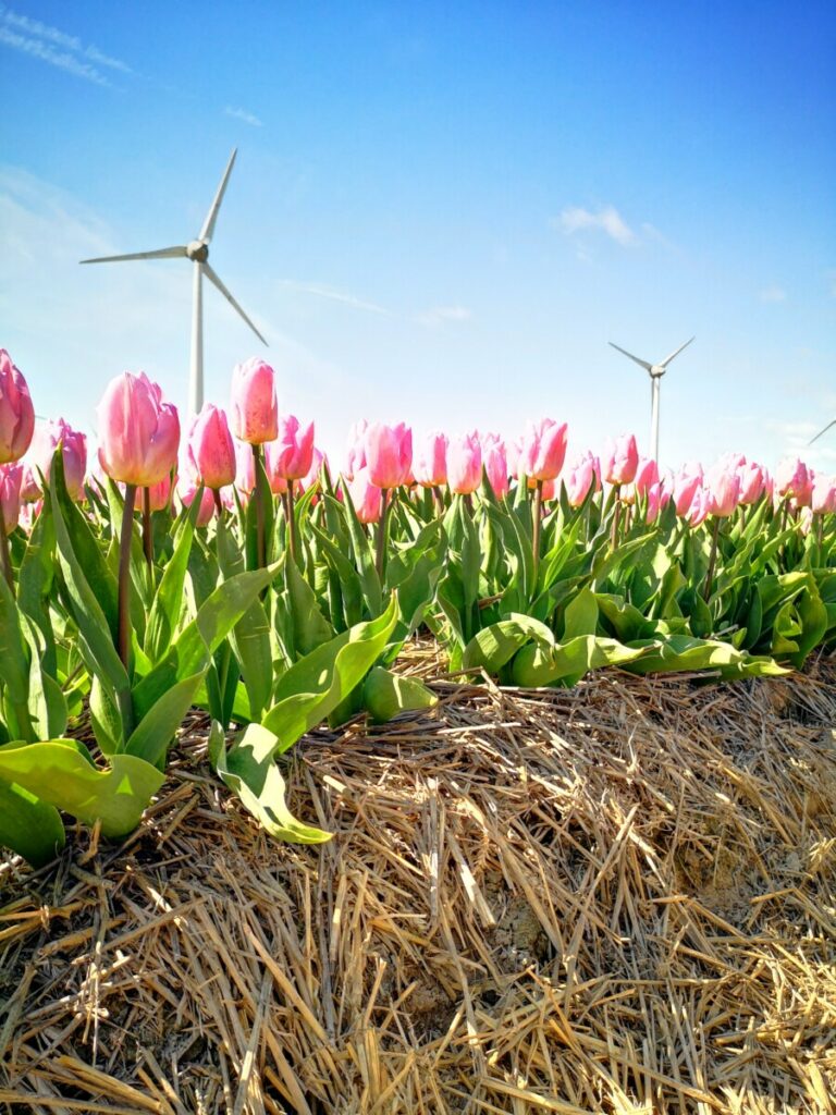 Tulpen Flevoland - Denken in Mogelijkheden Tulpen Flevoland - Denken in Mogelijkheden