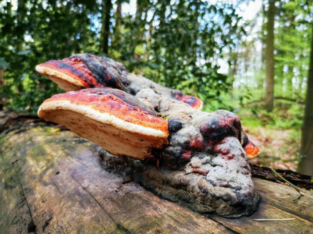 Een herfstig beeld in de lente van 2021 Een herfstig beeld in de lente van 2021