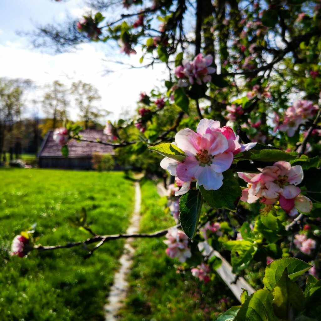 Lentebloesem in Twente