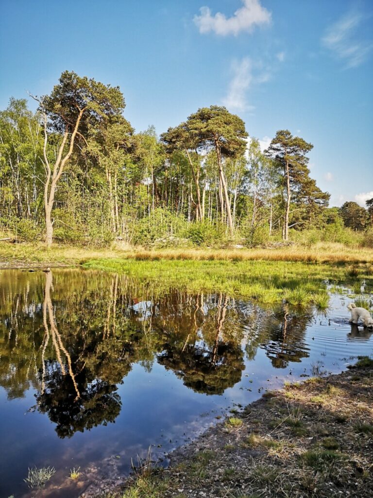De Eendenplas nabij Palthetoren - Sprengenberg