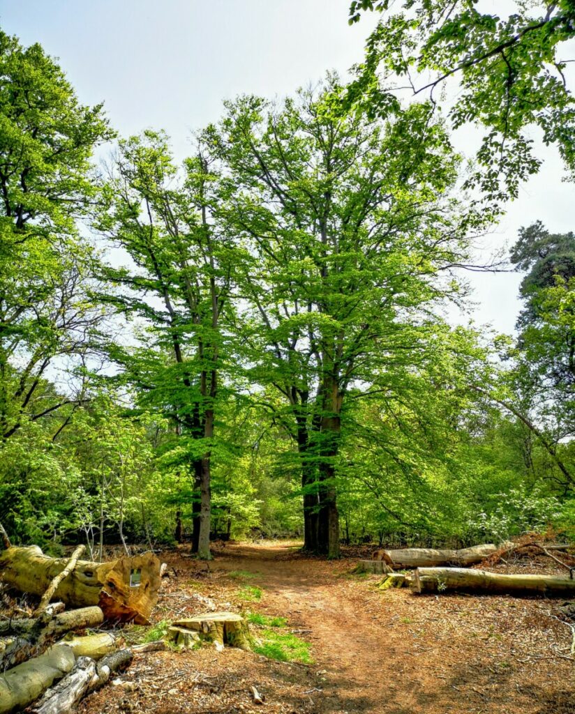 Wandelen in de parktuin van Huis de Sprengenberg
