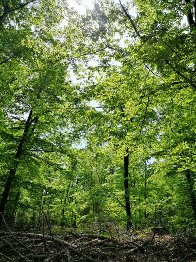 Wandelen in de parktuin van Huis de Sprengenberg