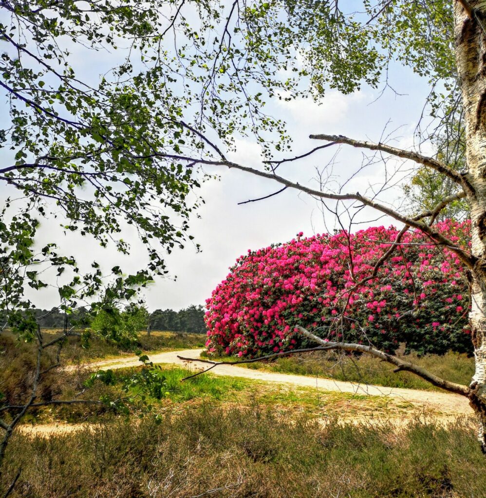 Rododendrons - Palthetoren - Sprengenberg Rododendrons - Palthetoren - Sprengenberg