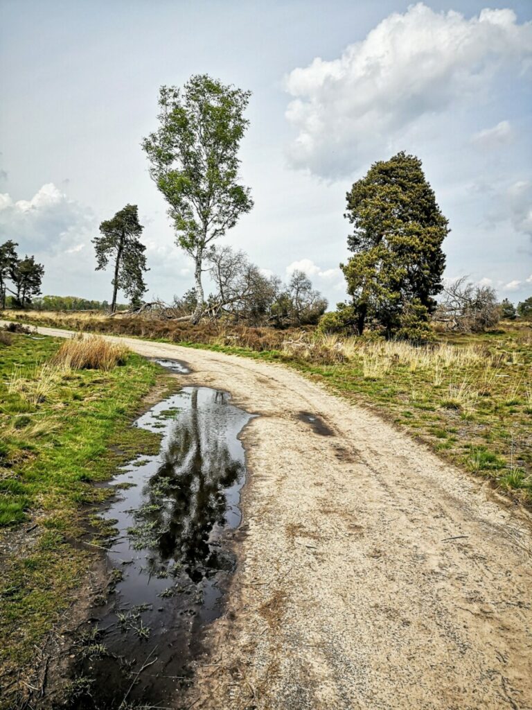 Wandelen over de heide - Haarle Wandelen over de heide - Haarle