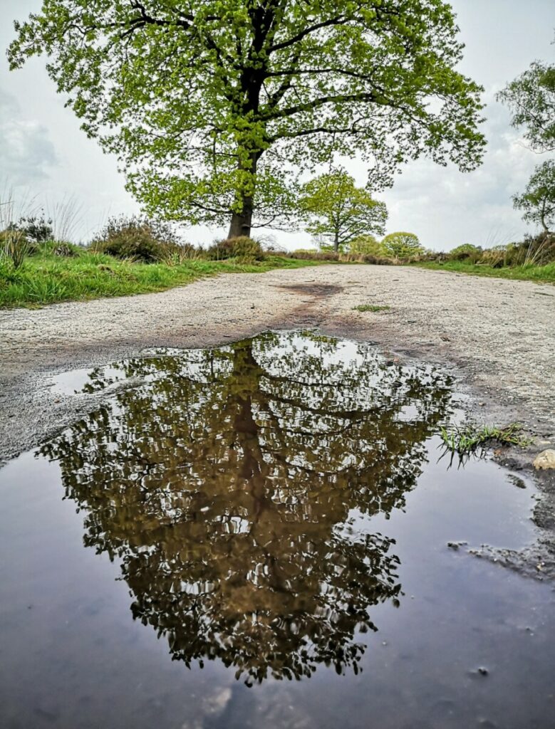 Weerspiegeling boom op de heide Haarle