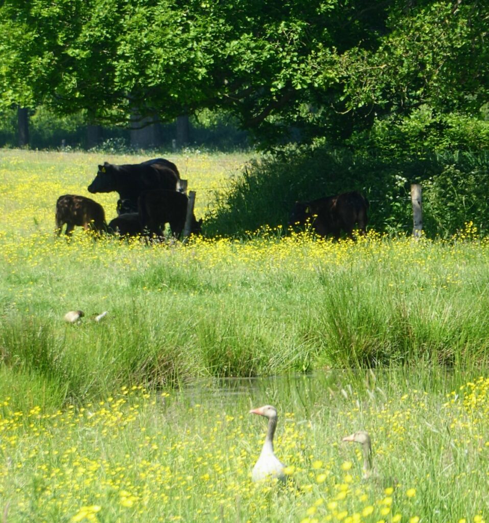 Overijsselse Buitenplaatsen NS Wandeling