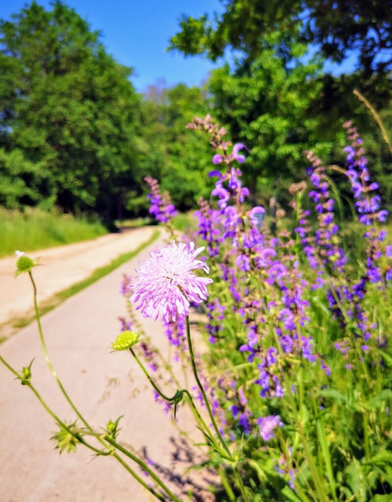 Wandelen naar Zwolle - NS wandeling Overijsselse Buitenplaatsen NS Wandeling - Wandelen naar Zwolle