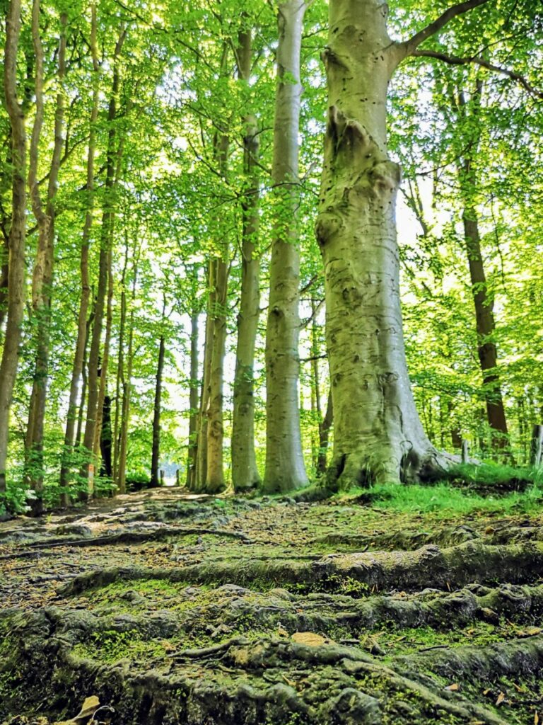 Wandelen naar Zwolle - NS wandeling Wandelen naar Zwolle - NS wandeling