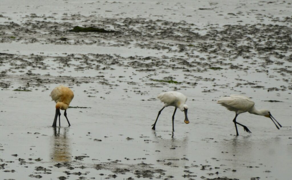 Lepelaars voor Texel - Rondje Texel