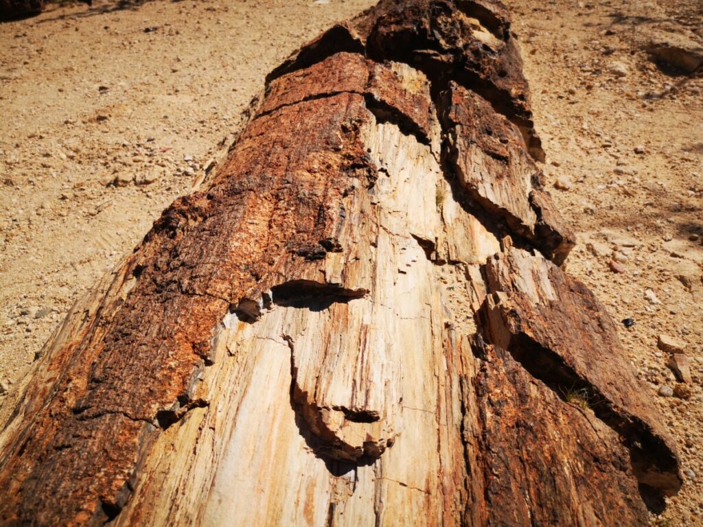 Petrified Forest/ Versteend bos - Hoogtepunten Damaraland Petrified Forest/ Versteend bos - Bezoek Damaraland