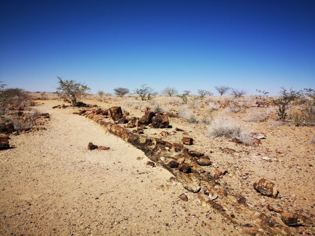 Petrified Forest/ Versteend bos - Hoogtepunten Damaraland Petrified Forest/ Versteend bos - Bezoek Damaraland