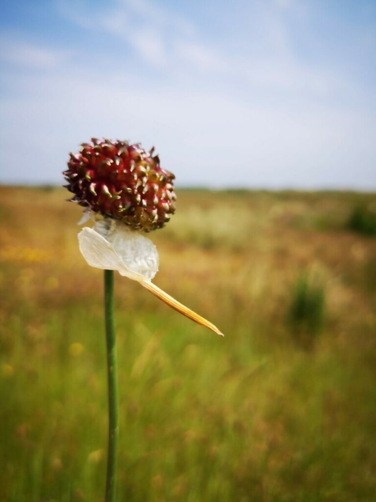 Wandelen op de Wadden - Streekpad Waddenwandelen - 4 Etappes Rondje Texel - 76 km