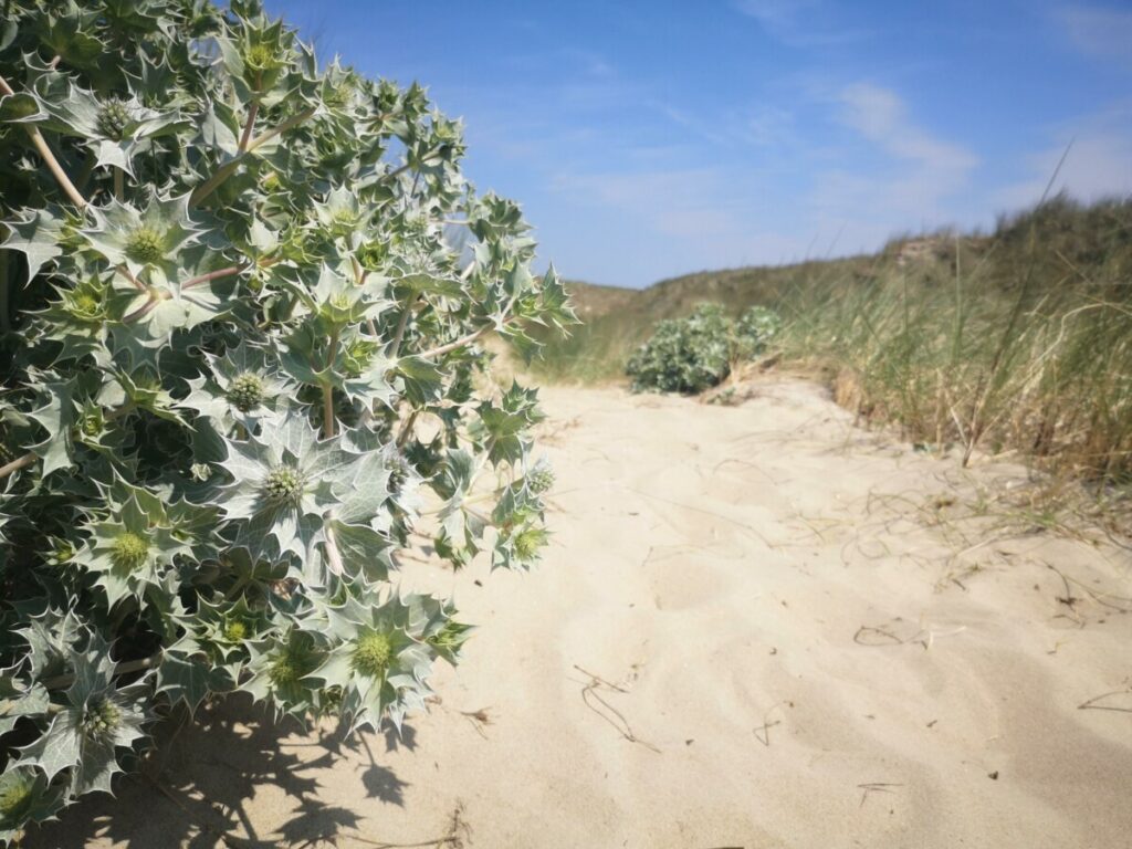 Wandelen op de Wadden - Streekpad Waddenwandelen - 4 Etappes Rondje Texel - 76 km