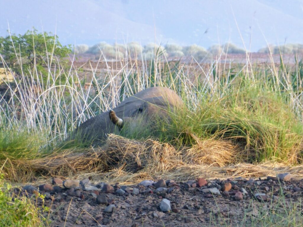 Hoogtepunten Damaraland -Namibie Jimbo de olifant bij Palmwag - Namibie