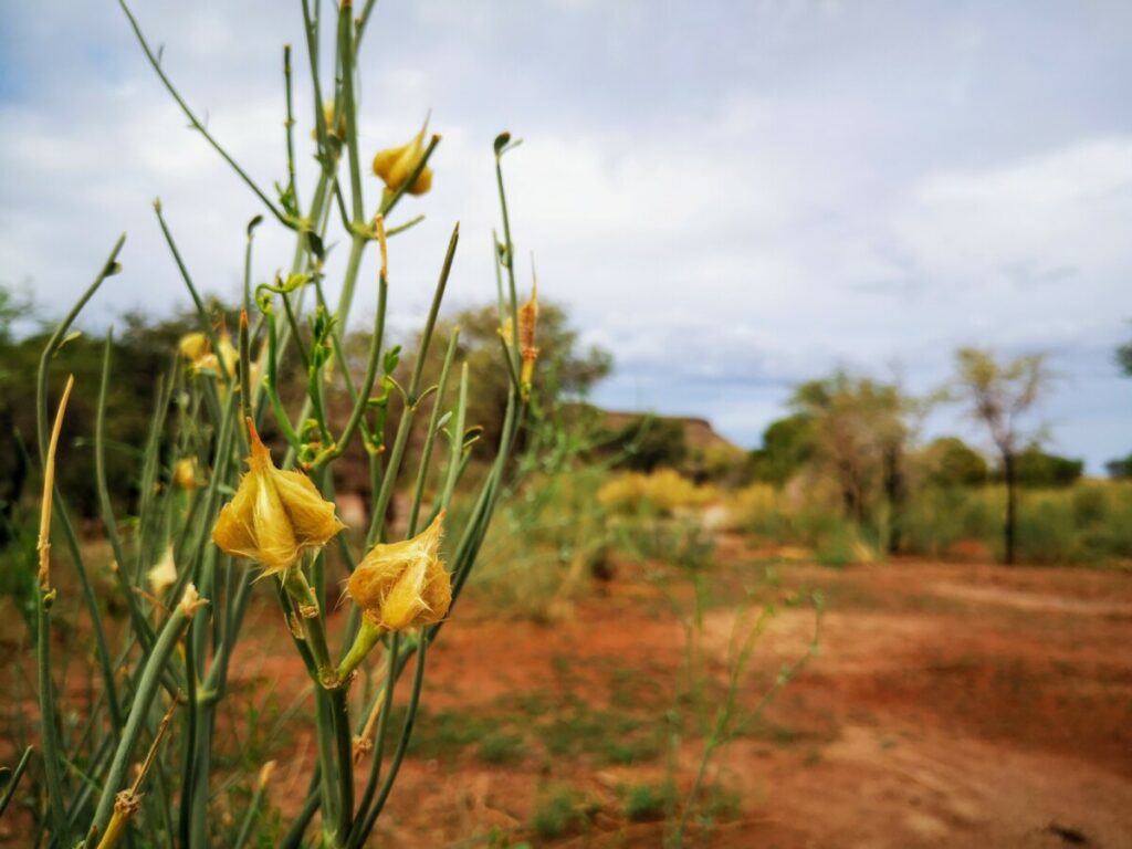 Natuur rondom Canyon Roadhouse - Namibie Natuur rondom Canyon Roadhouse - Namibie
