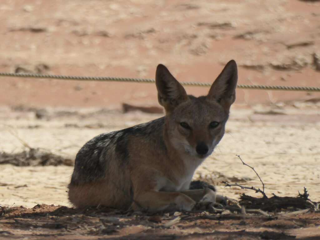 Jakhals in de Sossusvlei - Namibië Jakhals in de Sossusvlei - Namibië