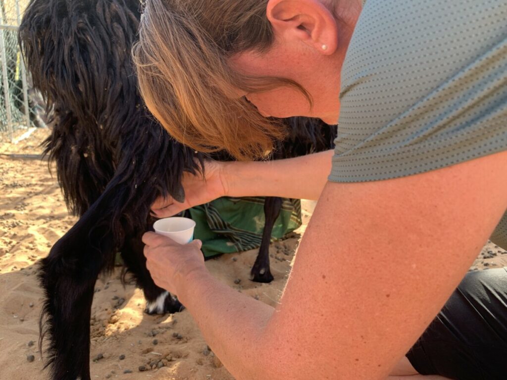Geitjes melken in de woestijn - Rustic Bedouin Camp