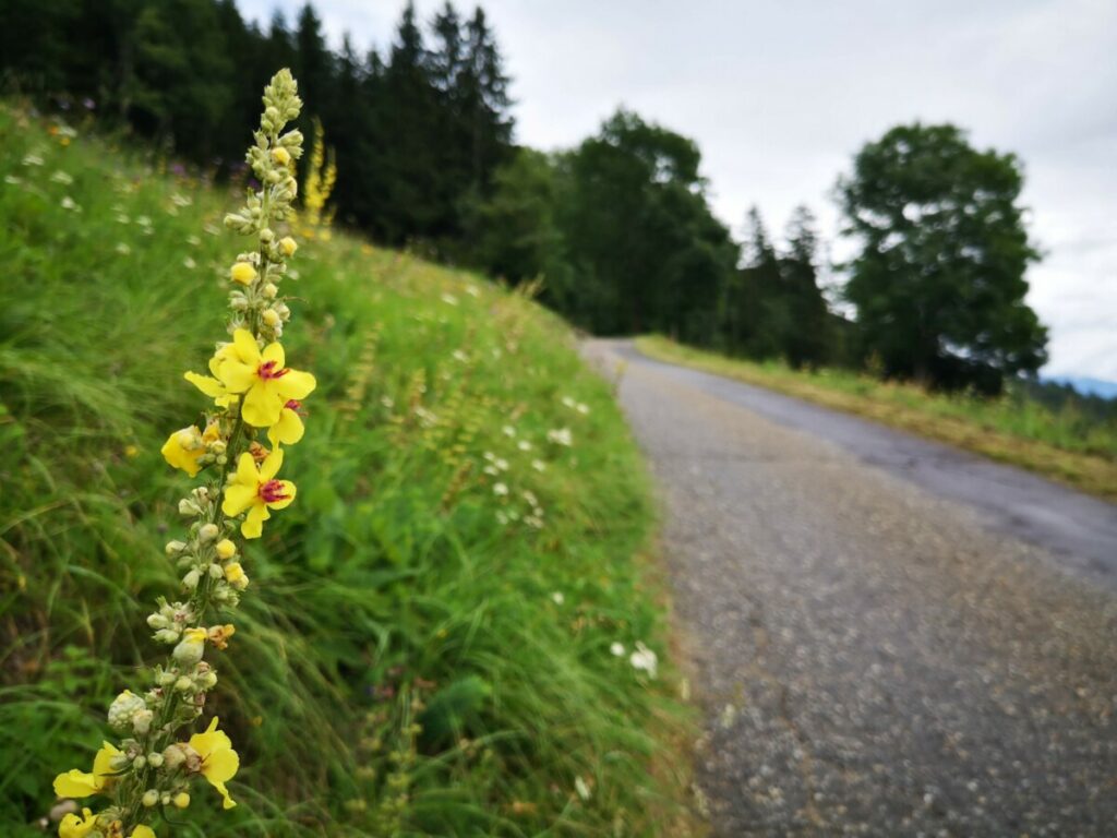 De Flora en Fauna op de Alpe Adria Trail De Flora en Fauna op de Alpe Adria Trail