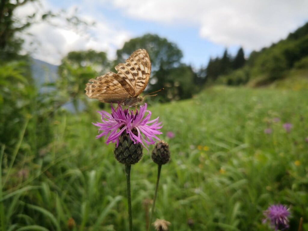 De Flora en Fauna op de Alpe Adria Trail De Flora en Fauna op de Alpe Adria Trail