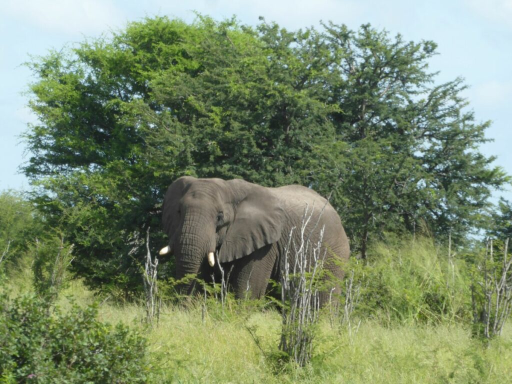 Olifant in Makgadigadi NP - Botswana