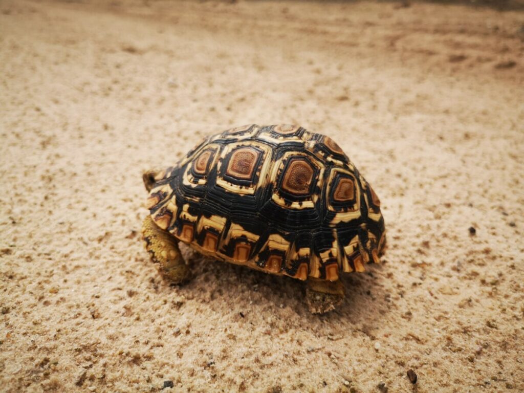 Zo ongeveer het enige wild wat ik zag - Moremi NP Botswana