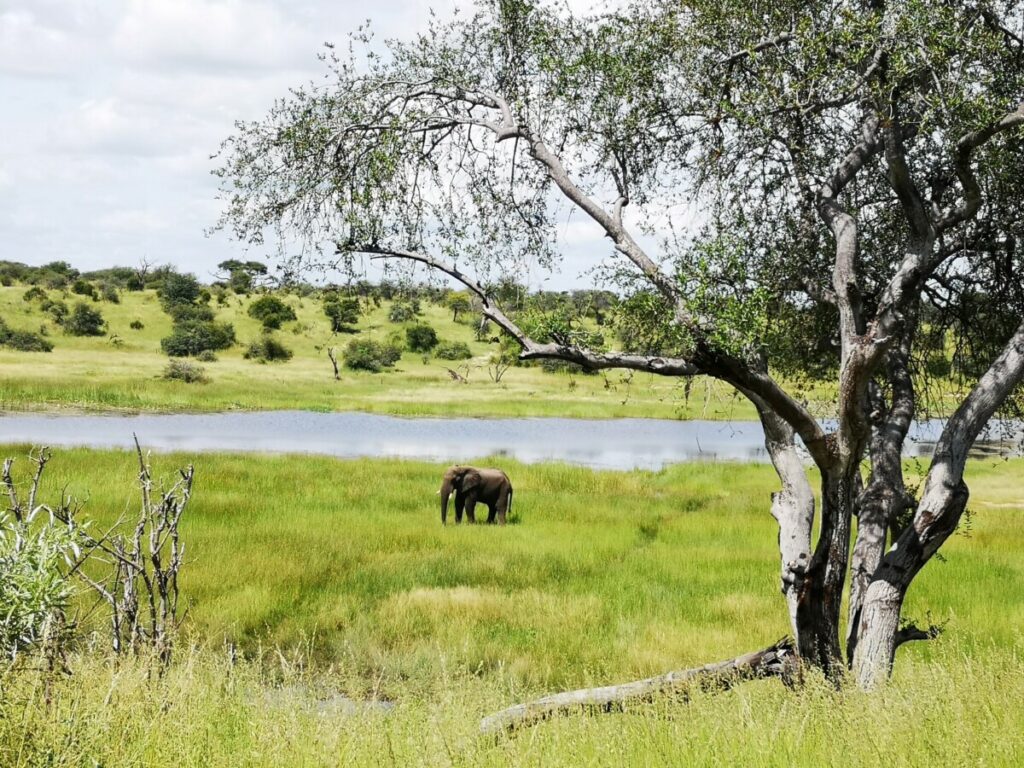 De olifant beneden bij de rivier - Makgadigadi NP Geweldig zo langs de rivier