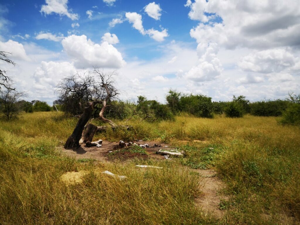 Not all will survive - Makgadigadi NP