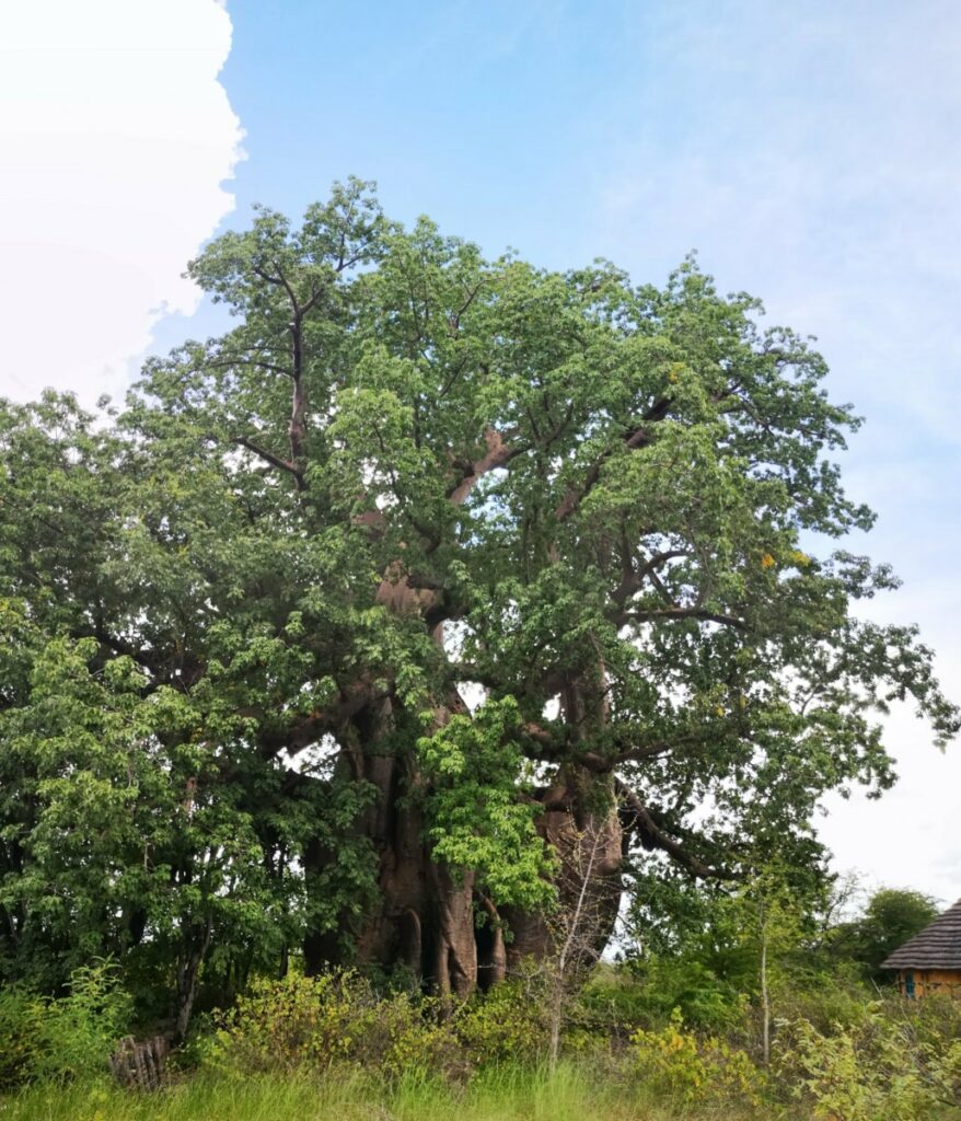 De ruim 4000 jaar oude Baobab boom bij Planet Baobab - Botswana