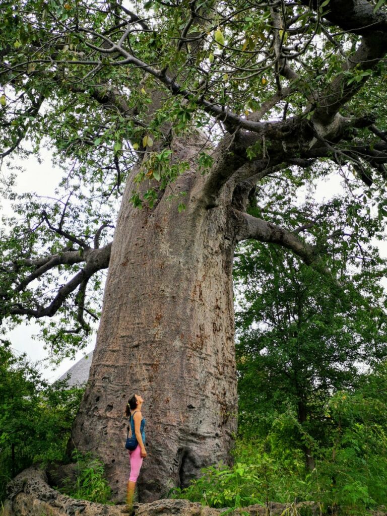 De eeuwenoude Baobab boom bij Planet Baobab