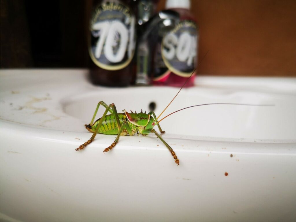 In de wc vind je dan deze kleurrijke sprinkhaan - Senyati - Botswana In de wc vind je dan deze kleurrijke sprinkhaan - Senyati - Botswana