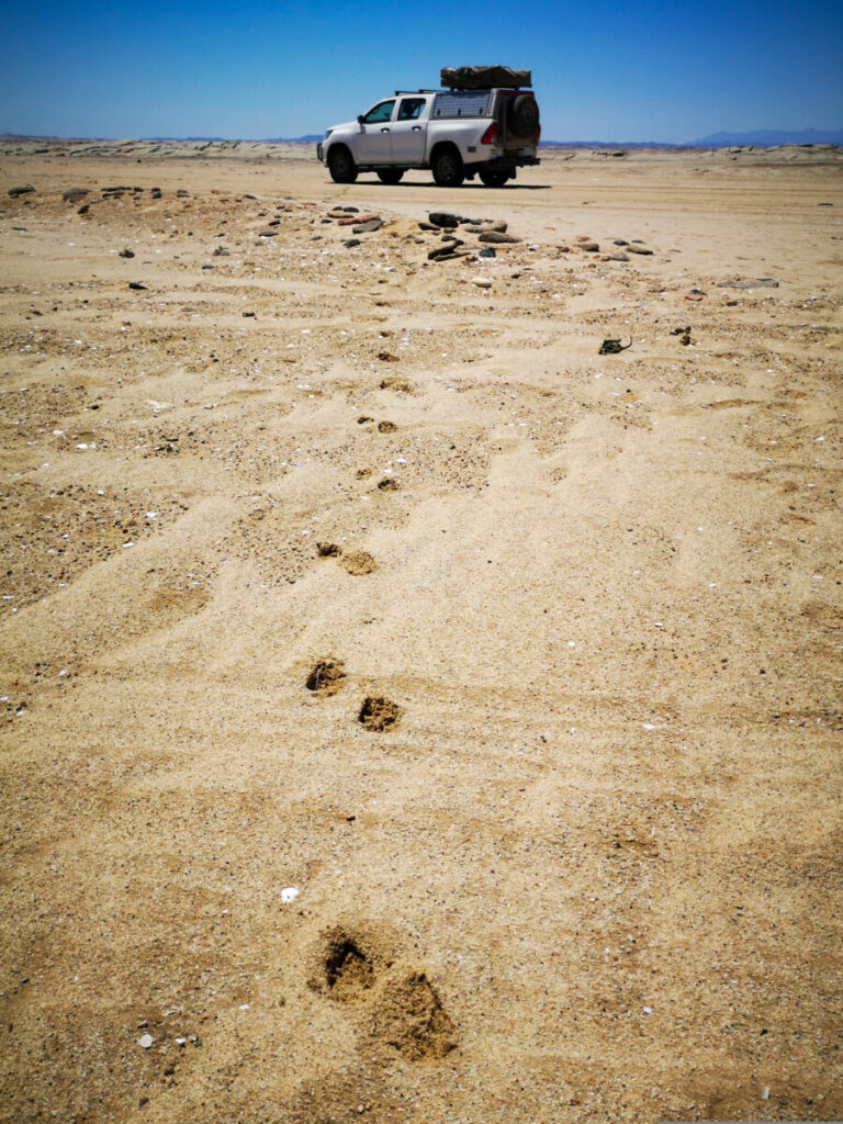 Pootafdrukken aan de Skeleton Coast - Namibië Pootafdrukken aan de Skeleton Coast - Namibië