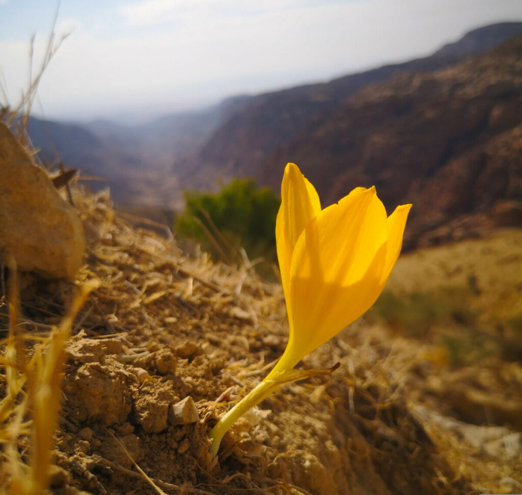 Wandelen rondom het dorp Dana - Jordanië Wandelen rondom het dorp Dana - Jordanië