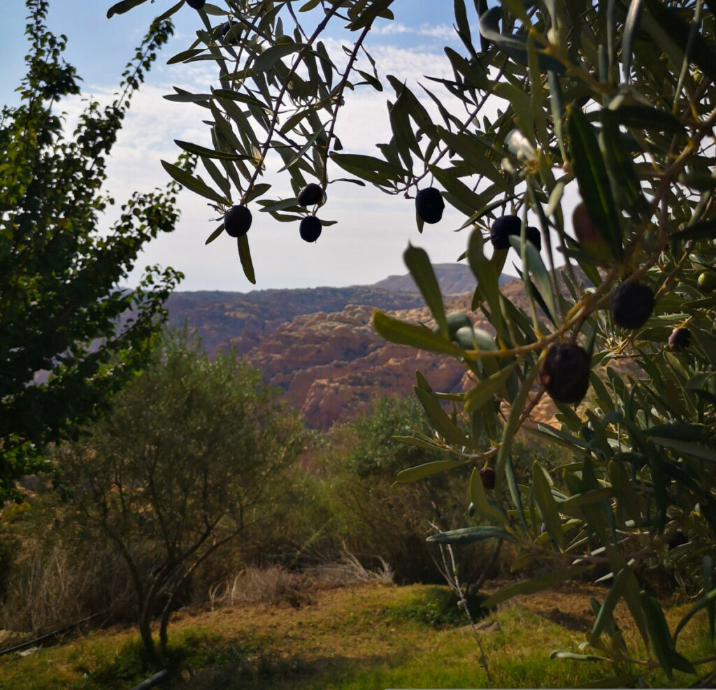 Wandelen rondom het dorp Dana - Jordanië Wandelen rondom het dorp Dana - Jordanië