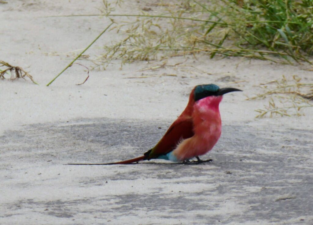 Dieren spotten bij Chobe NP - Kasane Botswana