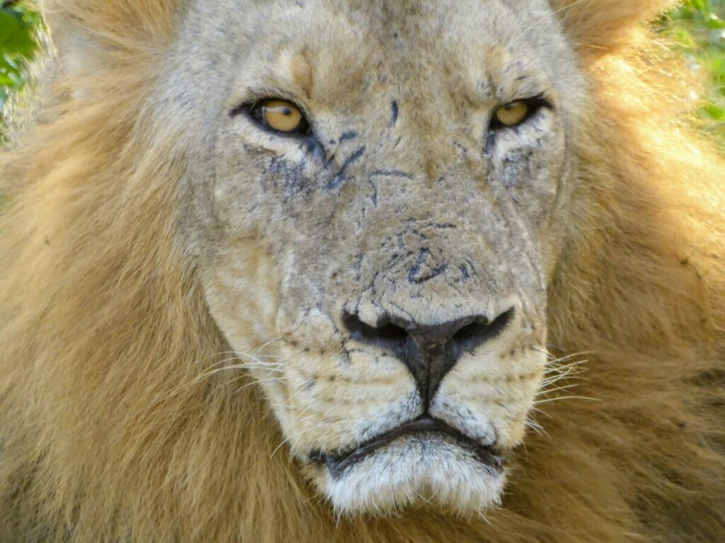Dieren spotten bij Chobe NP - Kasane Botswana