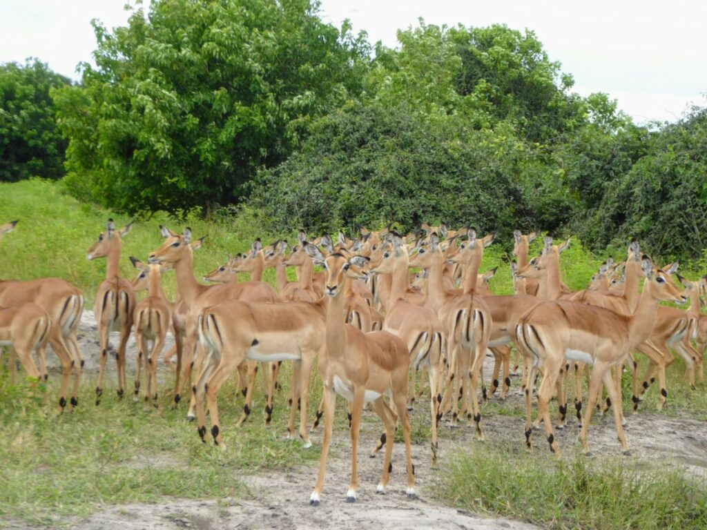 Dieren spotten bij Chobe NP - Kasane Botswana Dieren spotten bij Chobe NP - Kasane Botswana