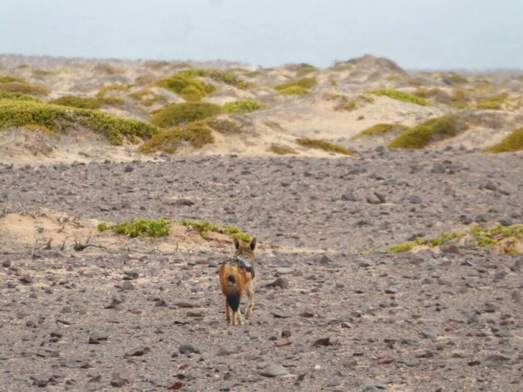 Jakhals aan de Skeleton Coast - Namibië Jakhals aan de Skeleton Coast - Namibië